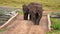 slow motion footage of a herd of wild African elephants walking in the forest. Wild African elephants herd walking in the forest
