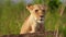 slow motion footage of a lioness looking around in the wild forest. lioness face closeup video in the wild forest