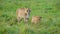 slow motion footage of new born baby lion cub walking with lioness in the forest. newborn baby lion cub with lioness walking