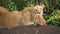 slow motion footage of a new born cute baby lion cub playing with lioness in the forest. cute new born lion cub with lioness