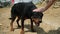 Slow motion footage of petting a baby Rottweiler dog.