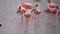 slow motion footage of white flamingo birds in the river. beautiful white flamingo birds walking in the river