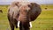 Slow motion footage of a wild African elephant Face closeup walking in the wild forest. African elephant closeup