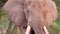 slow motion footage of a wild african elephant face closeup walking in the wild forest. elephant closeup walking in forest