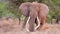 Slow motIon footage of a wild African elephant walking in the wild forest. Ivory tusk elephant portrait walking in the forest