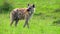 slow motion footage of a wild African hyena walking in the forest. Wild hyena portrait walking in the forest