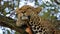slow motion footage of a wild African leopard closeup resting on tree in the forest. wild African leopard closeup resting on tree