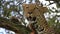 slow motion footage of a wild African leopard closeup resting on tree. wild African leopard face closeup resting on tree