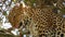 slow motion footage of a wild African leopard face resting on tree in the forest. African leopard resting on tree in forest