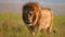 slow motion footage of a wild African lion walking in the forest. closeup of a adult wild African lion face walking in the forest