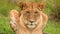 slow motion footage of a wild African lioness resting on grass in the wild forest. wild lioness face closeup in the forest