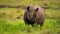 slow motion footage of a wild rhino standing in the forest. rhino grazing in the wild forest. rhinoceros portrait in the wild