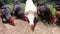 Slow motion of free range hens eating grain outdoors. White chicken surrounded by brown chickens. Farm animals, poultry