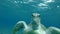 Slow motion, Front portrait of Green Sea turtle swim up in the blue water. Green Sea Turtle, Chelonia mydas