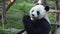 Slow motion of a Funny Giant Panda Eating Bamboo.