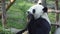 Slow motion of a Funny Giant Panda Eating Bamboo.