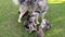 Slow motion of a gray Alaskan Malamute with its puppies playing in the park ready for feeding