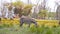 slow motion great footage of a zebra grazing in the green field. portrait of zebra grazing in the forest