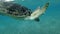 Slow motion, Great SeaTurtle swim up to the surface of water, takes two breaths and dives to the seabed. Green Sea Turtle