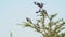 Slow Motion of Grey Backed Fiscal Shrike Bird Perching on Bush in Africa, African Birds Perched on B