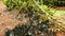 Slow motion of group beautiful colorful butterfly on the ground and flying at Pang Sida National Park, Thailand.