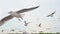 Slow motion group of seagull flying overhead