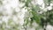 Slow motion handheld shot of spring white apple flowers closeup shot