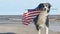 Slow motion of happy border collie dog running and playing outside and carrying the US American flag.