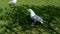 Slow motion headshot of Seagull aggressively screaming while the others flying around at sunset, Bang Pu seaside, gulf