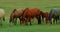 Slow motion. Horses eat fresh green grass. A herd of beautiful free horses graze on a green meadow.The concept of wild