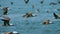 Slow motion of the huge flock of seabirds flying to seeking food