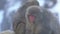 Slow motion of Japanese snow monkey grooming on hot spring of snowy mountain