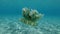 Slow motion, Jellyfish slowly swim in the blue water under surface. Upside Down Jellyfish, Cassiopea andromeda. Underwater shot,