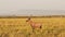 Slow Motion of Kenya Animals, Topi in Beautiful Savannah Landscape Scenery in Masai Mara in Africa,