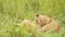 Slow Motion of Lion Cubs Playing in Africa, Funny Baby Animals of Cute Young Lions in Grass on Afric