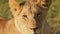 Slow Motion of Lion, Lioness Female Africa Wildlife Safari Animal in African Masai Mara National Res