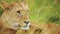 Slow Motion of Lioness Close Up Portrait, Female Lion Face Detail, African Wildlife Safari Animal in