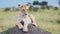 Slow Motion of Lioness in Maasai Mara, Kenya, Lion in Africa on Masai Mara African Wildlife Safari,