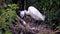 Slow Motion Little egret take care nest with blue egg on tree of lake Taipei