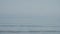 Slow motion of a lonely seagull flying above the Baltic sea.