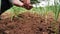 Slow motion and low angle footage of a farmer planting carrot seed on his organic farm among spring onions