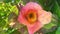 Slow motion macro video of a Bee collecting yellow pollen from a Pink Japanese Camellia flower in a Sydney backyard NSW Australia