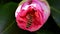 Slow motion macro video of a Bee hovering over Pink Japanese Camellia flower collecting pollen in a Sydney backyard NSW Australia