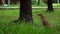 Slow motion Malayan night heron on green grass of Park Taipei in raining day