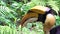 Slow Motion of male Great Indian Hornbill hunting a frog for eat in jungle