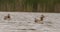 Slow Motion Mallard, Anas Platyrhynchos On Lake