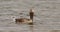 Slow Motion Mallard, Anas Platyrhynchos On Lake