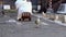 Slow Motion of man worked with a hand truck in a street market with seagulls