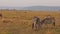 Slow Motion of Masai Mara Africa Animals, Zebra Herd Grazing in Savannah Landscape Scenery on Africa