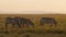 Slow Motion of Masai Mara Africa Animals, Zebra Herd Grazing in Savannah Landscape Scenery on Africa